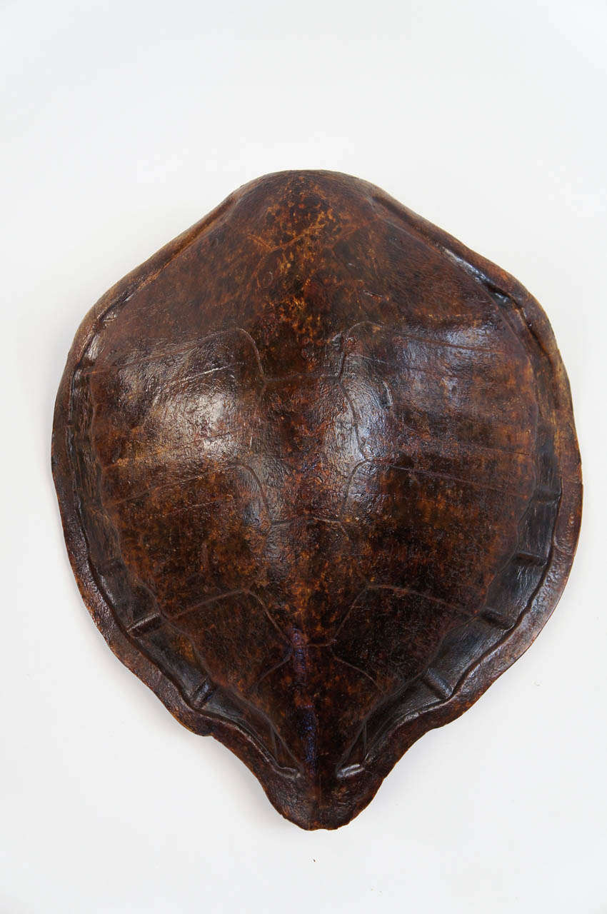 Two Large Marine Turtle Shells or Carapaces, 19th Century 1
