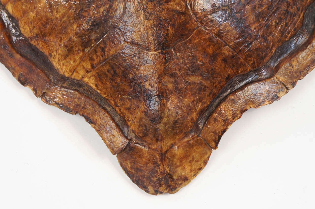 Two Large Marine Turtle Shells or Carapaces, 19th Century 2