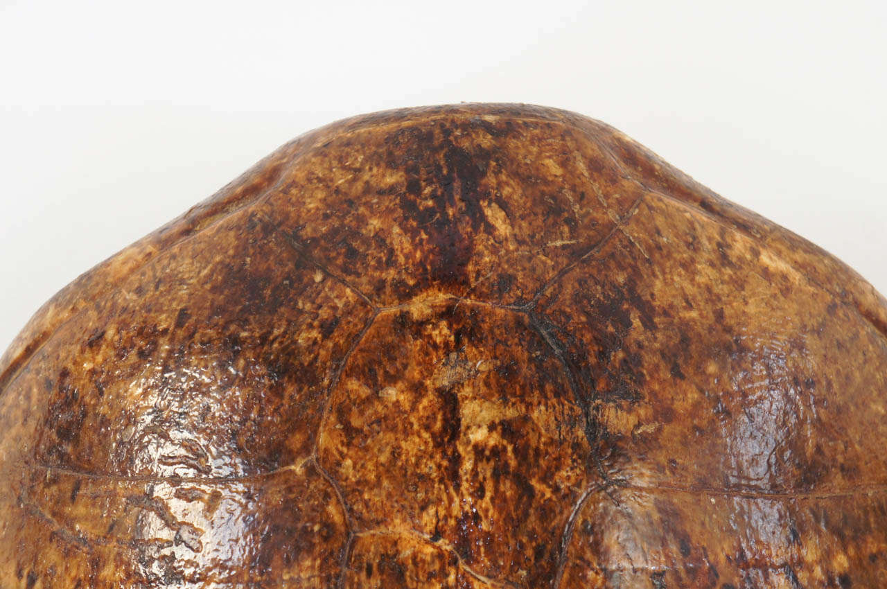Two Large Marine Turtle Shells or Carapaces, 19th Century 3
