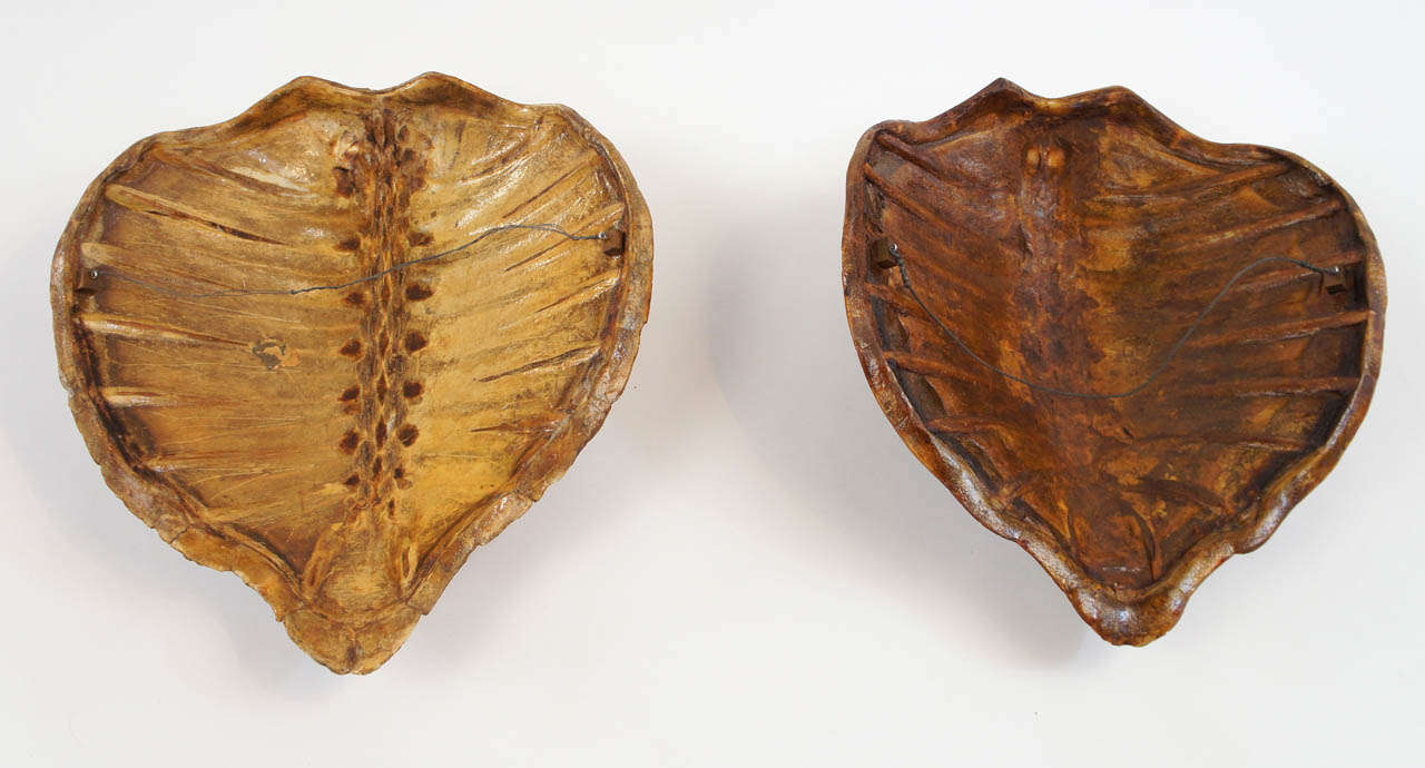 Two Large Marine Turtle Shells or Carapaces, 19th Century 4