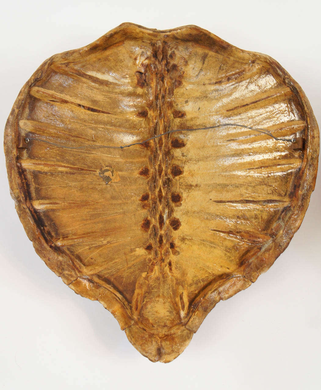 Two Large Marine Turtle Shells or Carapaces, 19th Century 5