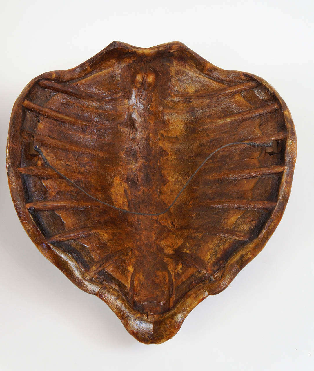 Two Large Marine Turtle Shells or Carapaces, 19th Century 6