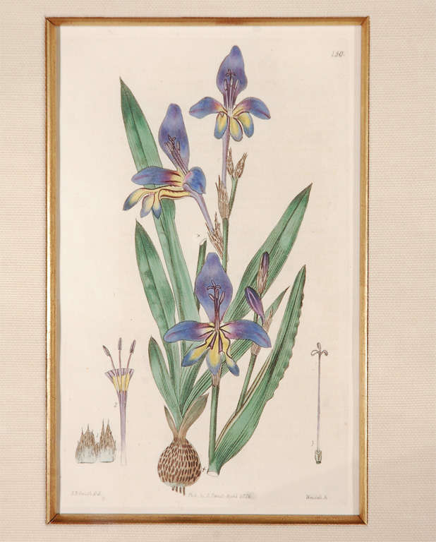 18th c. Framed Botanicals