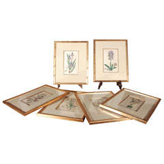 18th c. Framed Botanicals
