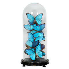 Collection of Morpho Butterflies under Glass Dome
