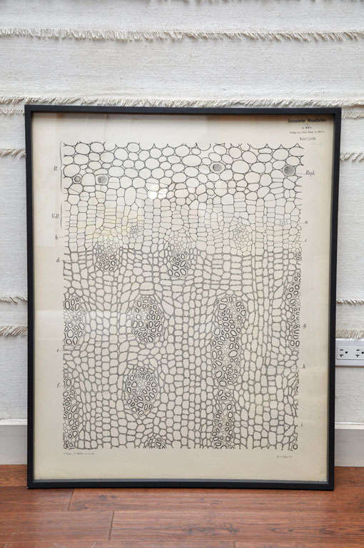 Framed Botanical Lithograph