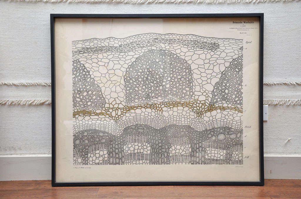 19th century framed botanical  
Wall chart of a botanical cell structure produced by Leopold Kny. 
He was a professor and research scientist in the field of plant physiology at the University of Berlin in the late 1800s. His lithographs are known