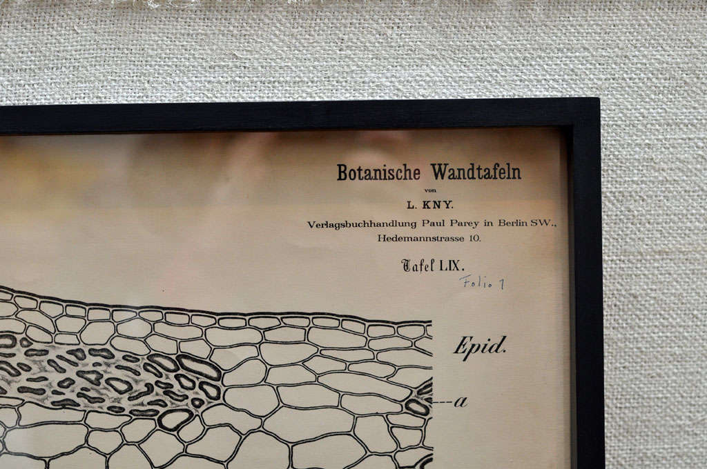 Allemand Botanical encadré du 19ème siècle par Leopold Kny en vente