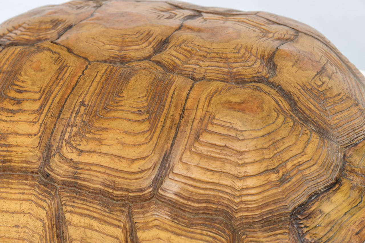 Large Vintage Turtle - Style of Bustamante In Good Condition For Sale In West Palm Beach, FL