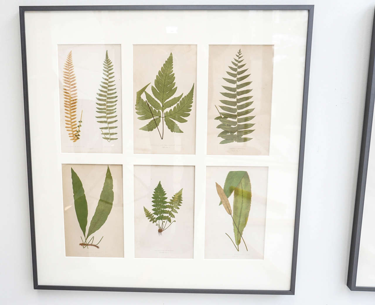 Set of 12 framed plates of ferns, 72 different hand colored engravings.
Alexander Francis Lydon engraver, Benjamin Fawcett woodblock color painter, circa 1865, newly matted, gun metal framing.