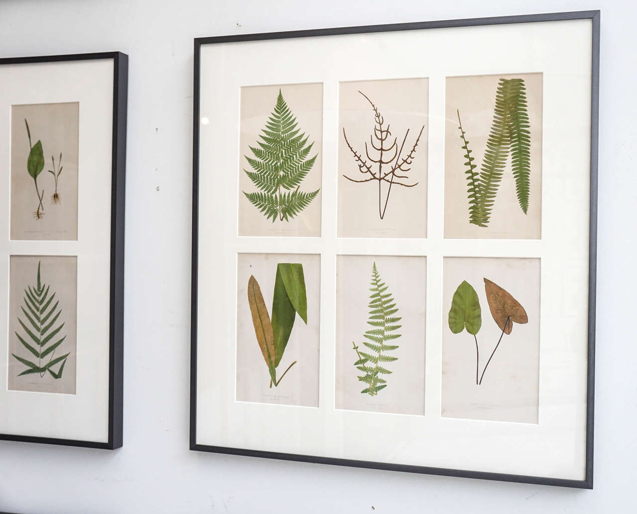 English Set of 12 Framed Botanicals For Sale