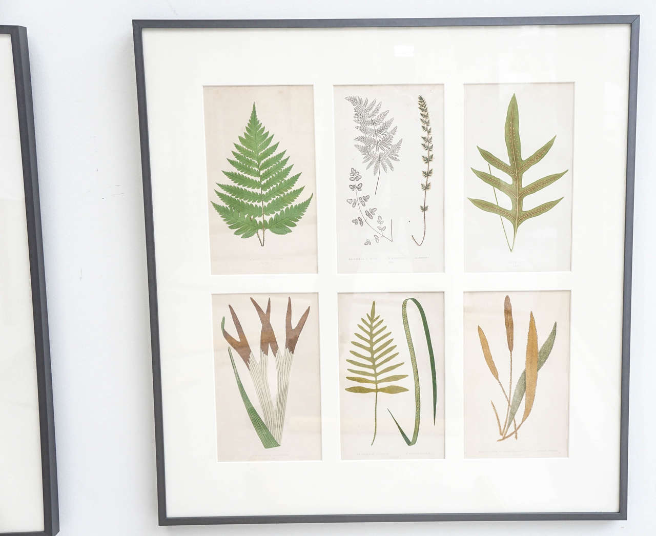 Set of 12 Framed Botanicals In Excellent Condition For Sale In Hudson, NY