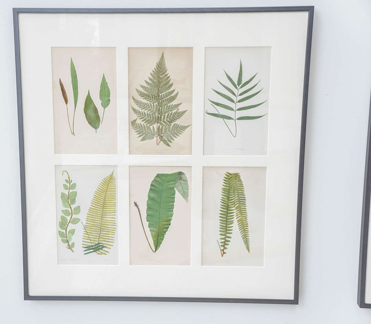 Paper Set of 12 Framed Botanicals For Sale
