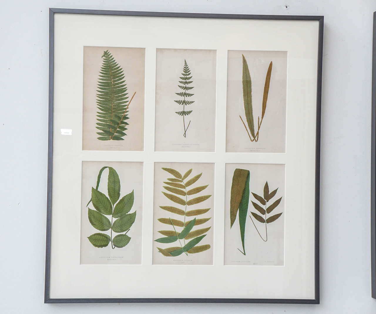 Set of 12 Framed Botanicals For Sale 1