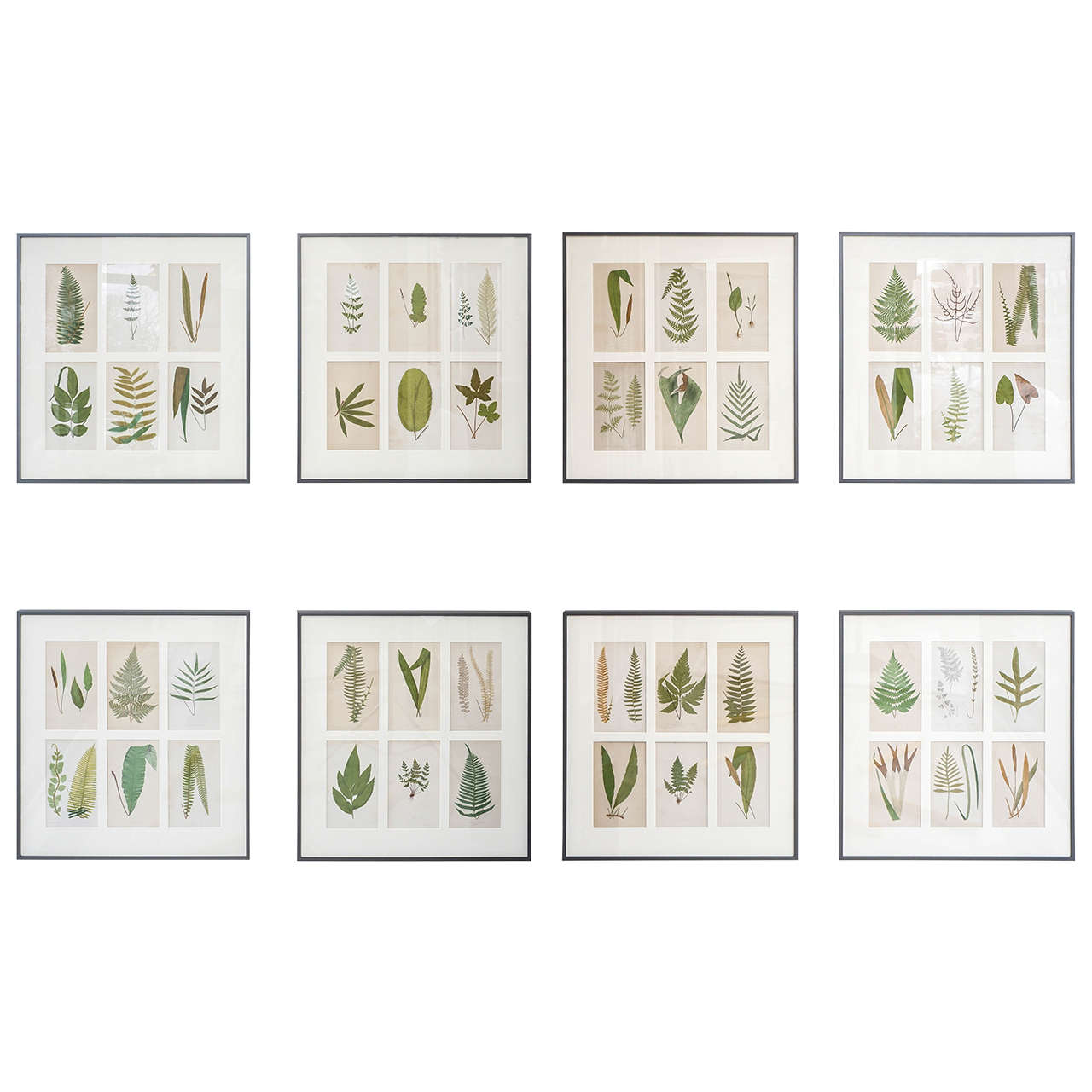 Set of 12 Framed Botanicals For Sale