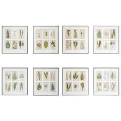 Set of 12 Framed Botanicals