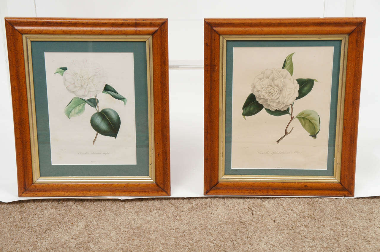 Two complementary Camilla prints, 19th C., by N. Remond. These are beautifully framed and add a touch of elegance to any setting. The original description in French is included on the back of each frame. Dimensions below are for the frame, the