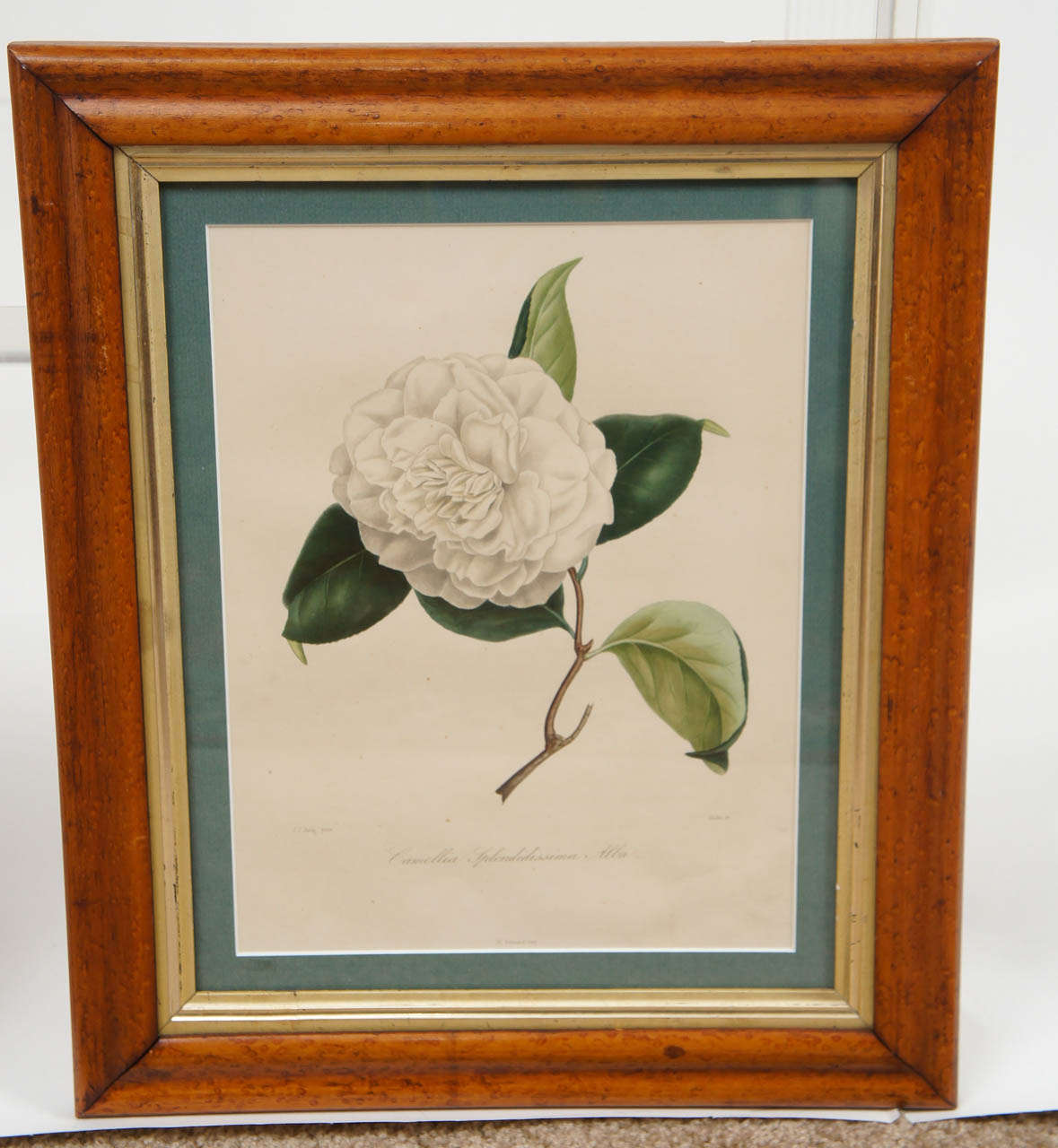 French Two N.Remond Botanical Prints in Tiger Maple Frames, 19thC.