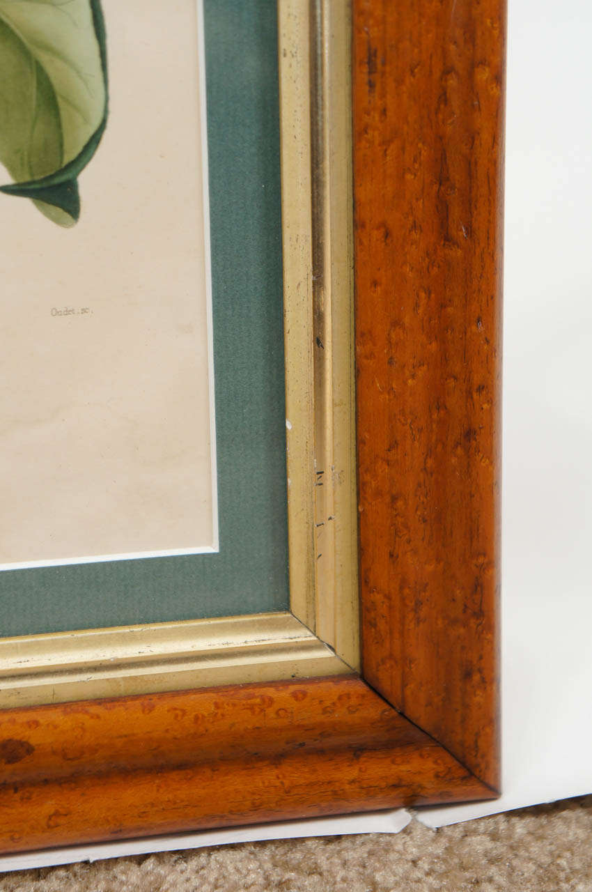 Ink Two N.Remond Botanical Prints in Tiger Maple Frames, 19thC.