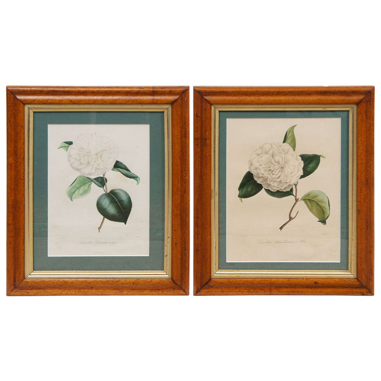 Two N.Remond Botanical Prints in Tiger Maple Frames, 19thC.