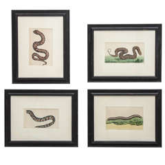 Group of Four Snake Hand Colored Engravings by Frederick Polydore Nodder 10
