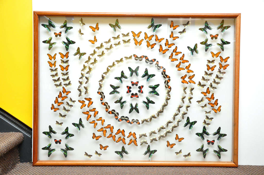 A wood framed collection of one hundred and eighty six butterflies, presented through clear glass on both sides.