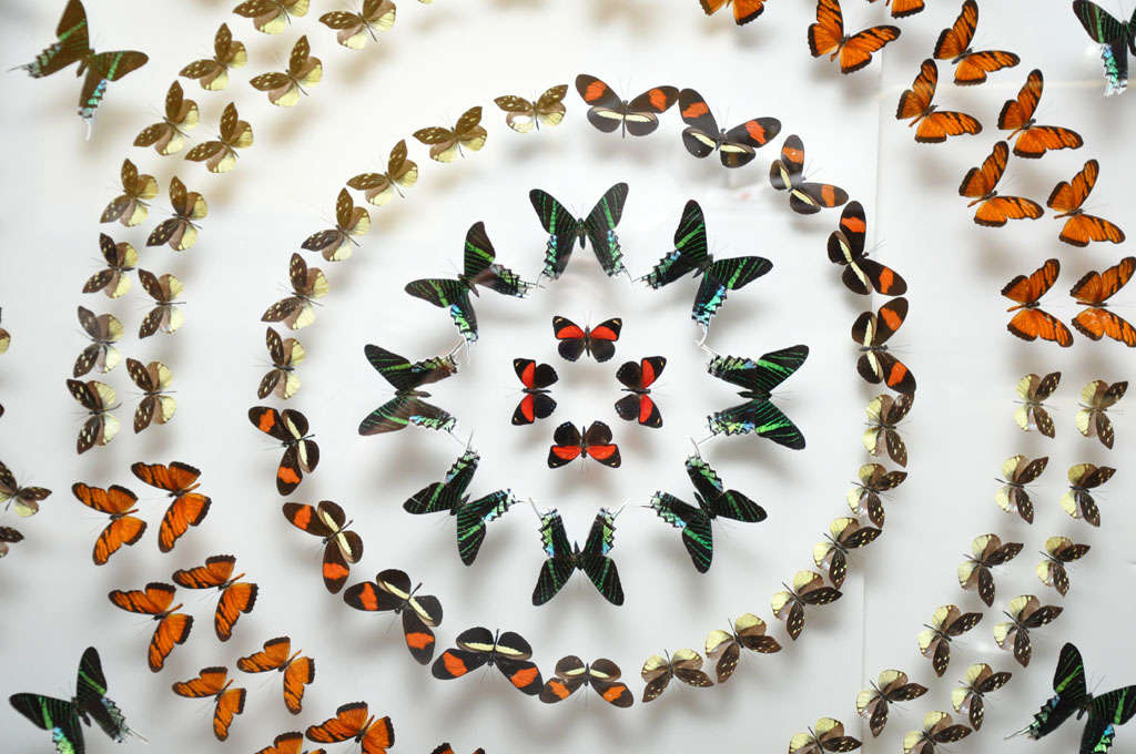 Peruvian Amazing Colorful Butterfly Collection of 186 Various Species