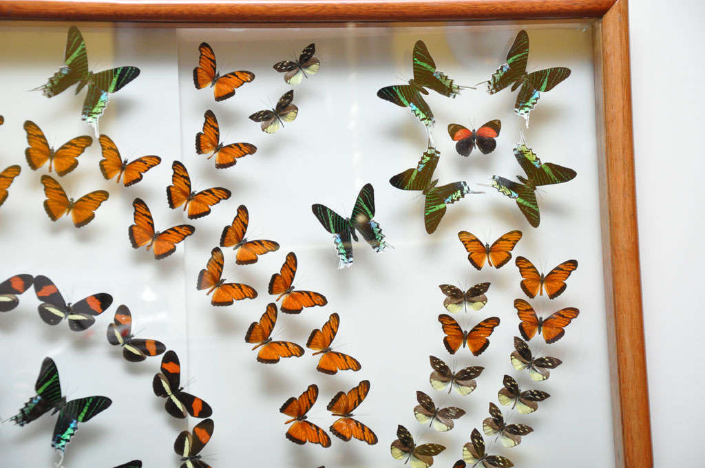 Amazing Colorful Butterfly Collection of 186 Various Species In Good Condition In Palm Beach, FL