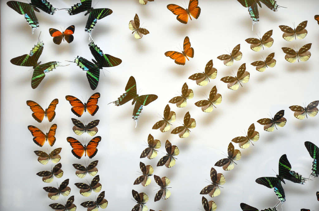 20th Century Amazing Colorful Butterfly Collection of 186 Various Species