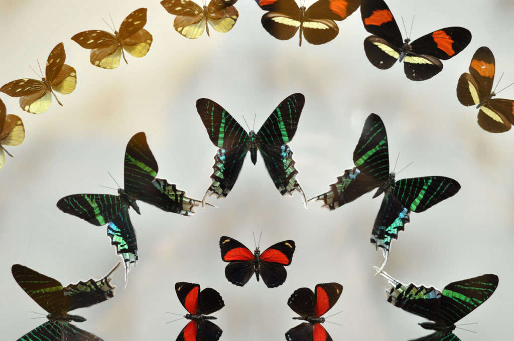 Glass Amazing Colorful Butterfly Collection of 186 Various Species