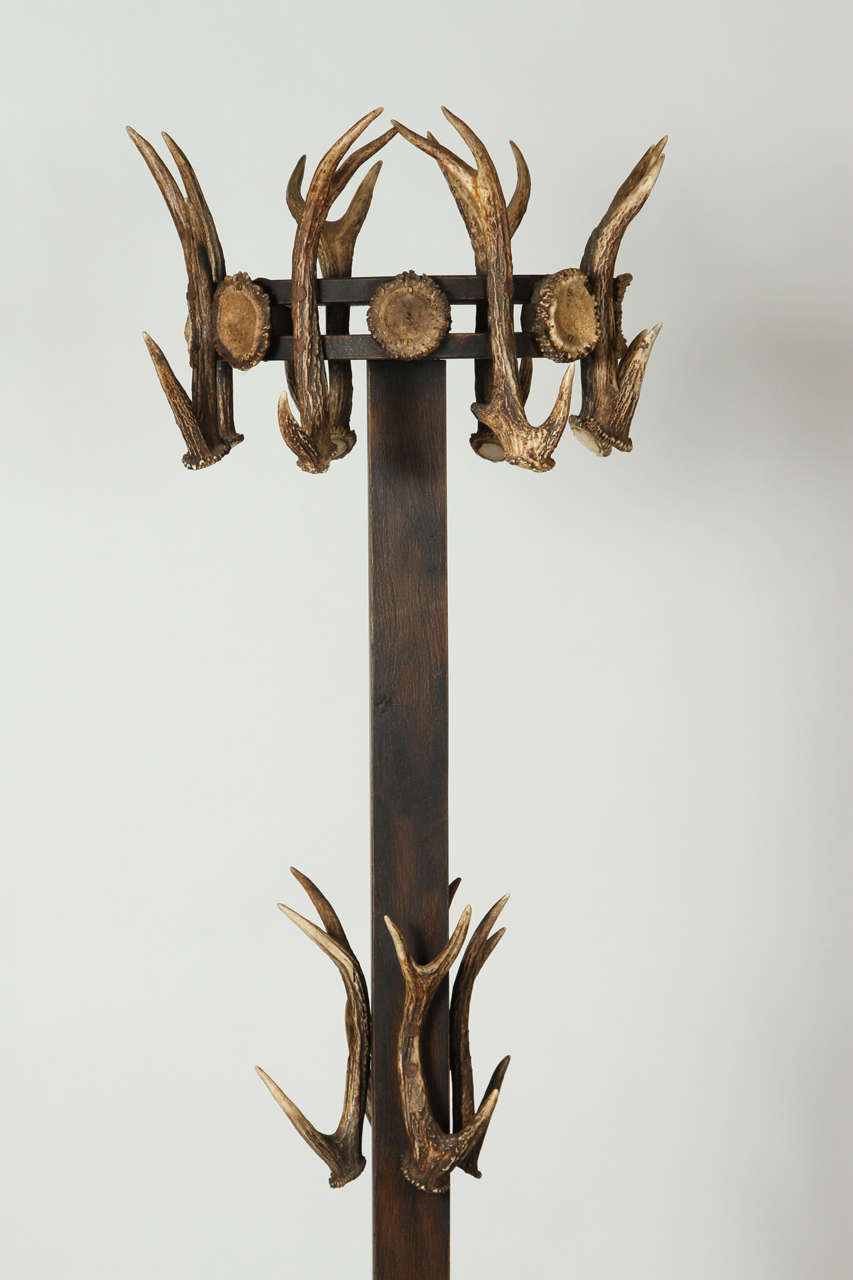 deer antler coat rack