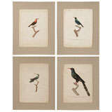 Antique Set of Bird prints