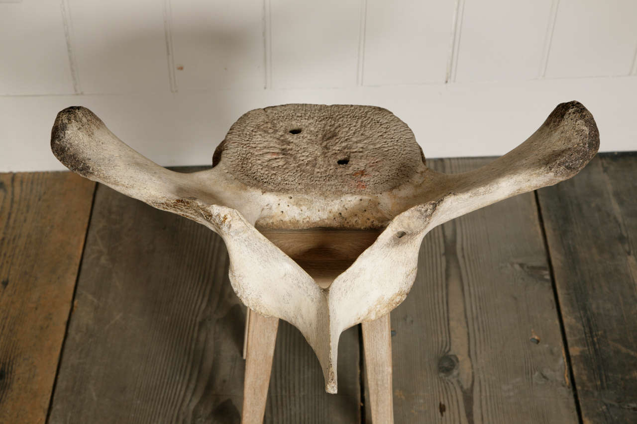 Whale Vertebra Stool In Excellent Condition In London, GB