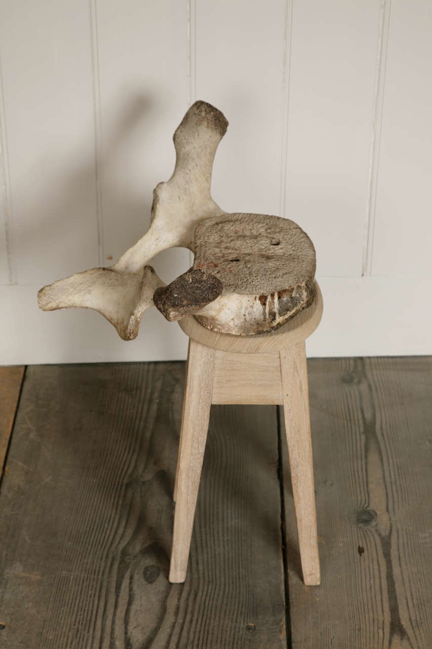 Whale Vertebra Stool At 1stdibs