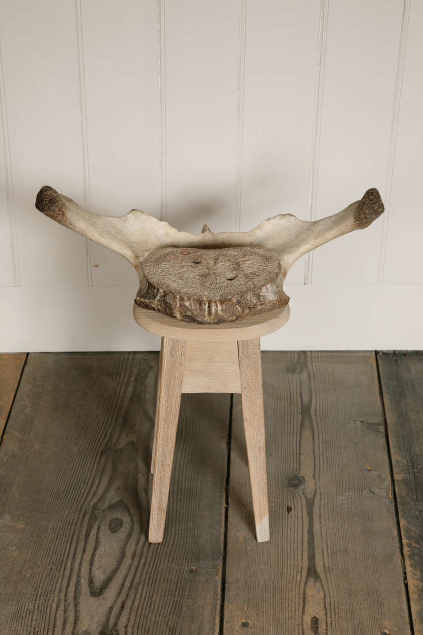 whale spine bone