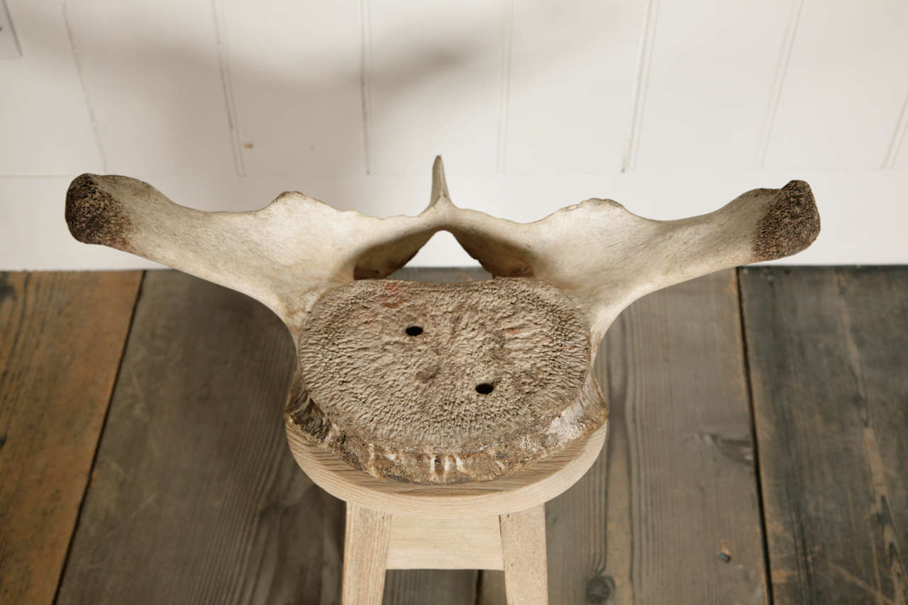marine vertebrae identification