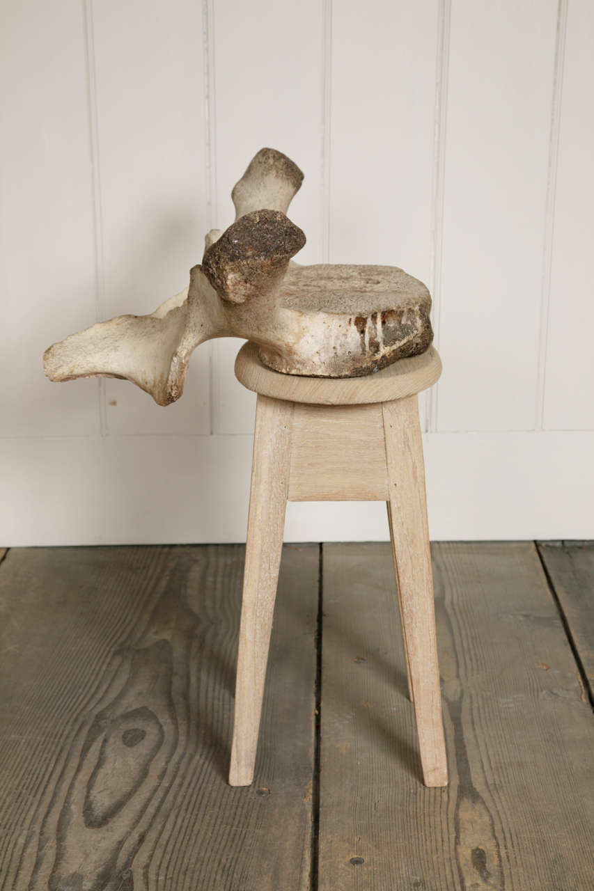 British Whale Vertebra Stool