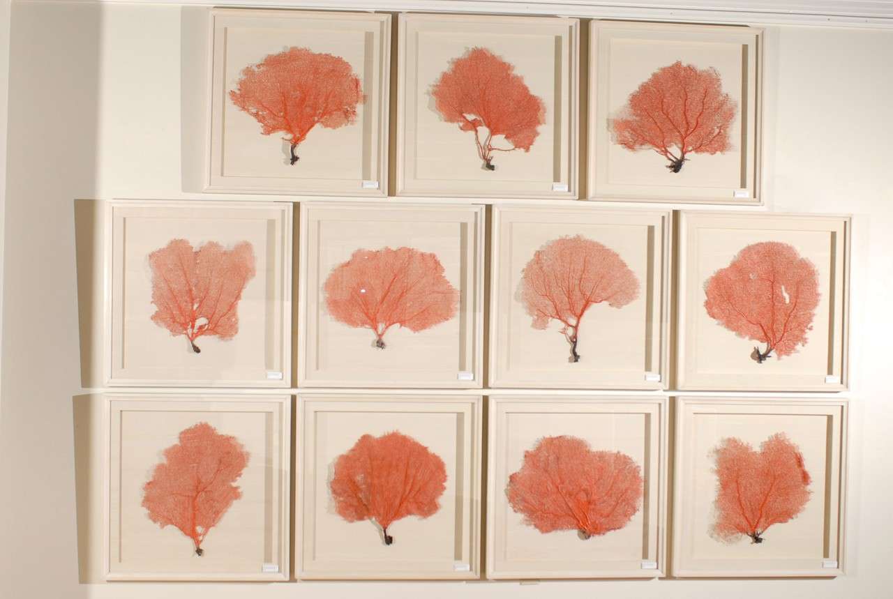 This is a set of beautiful original red coral sea fans floated on textured rib paper.  The complimentary shadow boxes are hand made and painted with a wash of ivory by Fred Reed Picture Framing Inc.  
***PRICED INDIVIDUALLY***

Please visit our