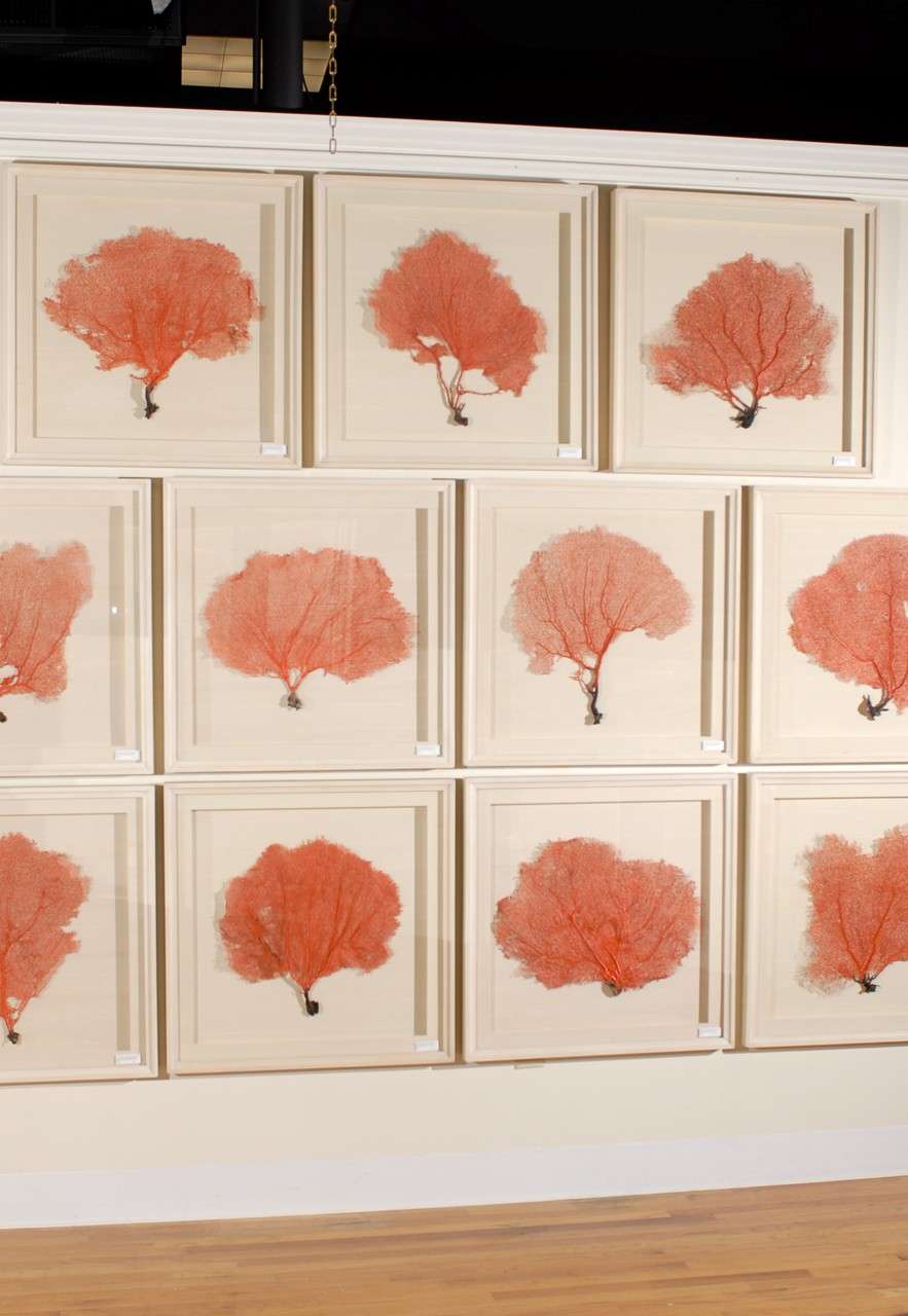 Set of 9 Red Coral Sea Fans Framed in Shadow Boxes 5