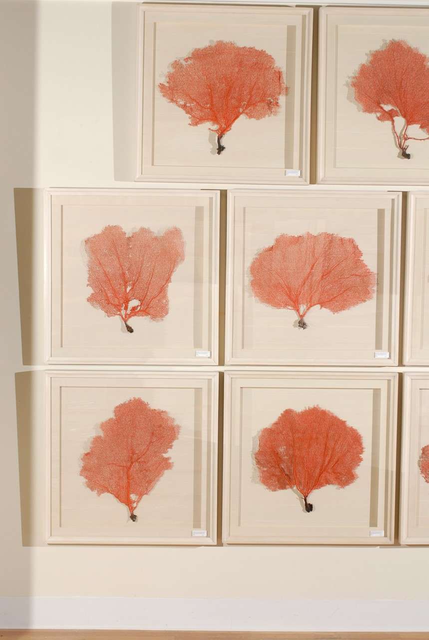 American Set of 9 Red Coral Sea Fans Framed in Shadow Boxes
