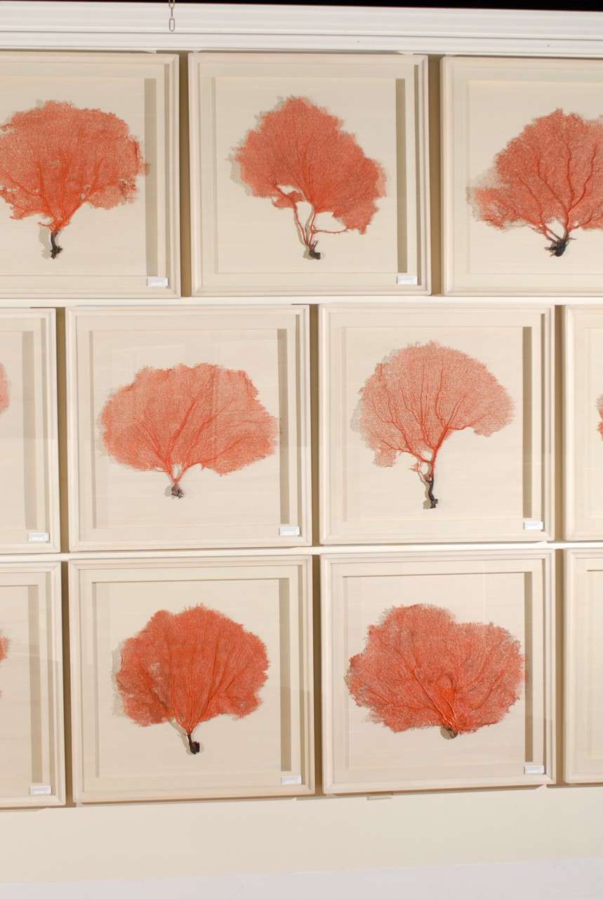 Set of 9 Red Coral Sea Fans Framed in Shadow Boxes In Excellent Condition In Atlanta, GA