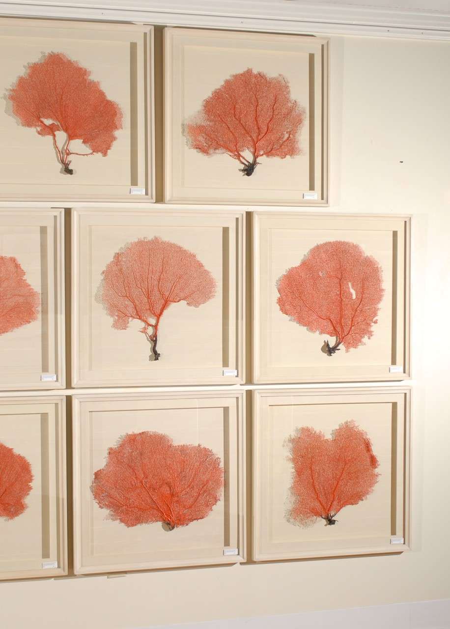 Contemporary Set of 9 Red Coral Sea Fans Framed in Shadow Boxes