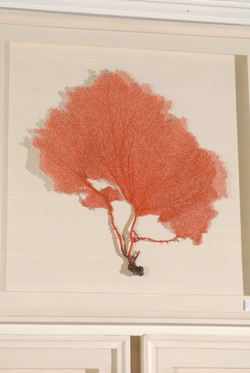 Set of 9 Red Coral Sea Fans Framed in Shadow Boxes 3