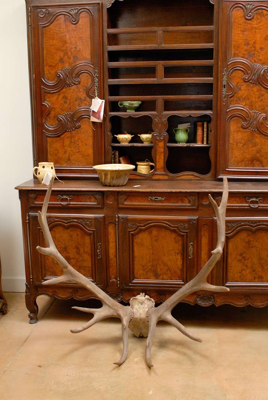 Pair of Large Antlers Purchased in England- Please Refer To Our Website for Our Complete Inventory- jadamsantiques.com