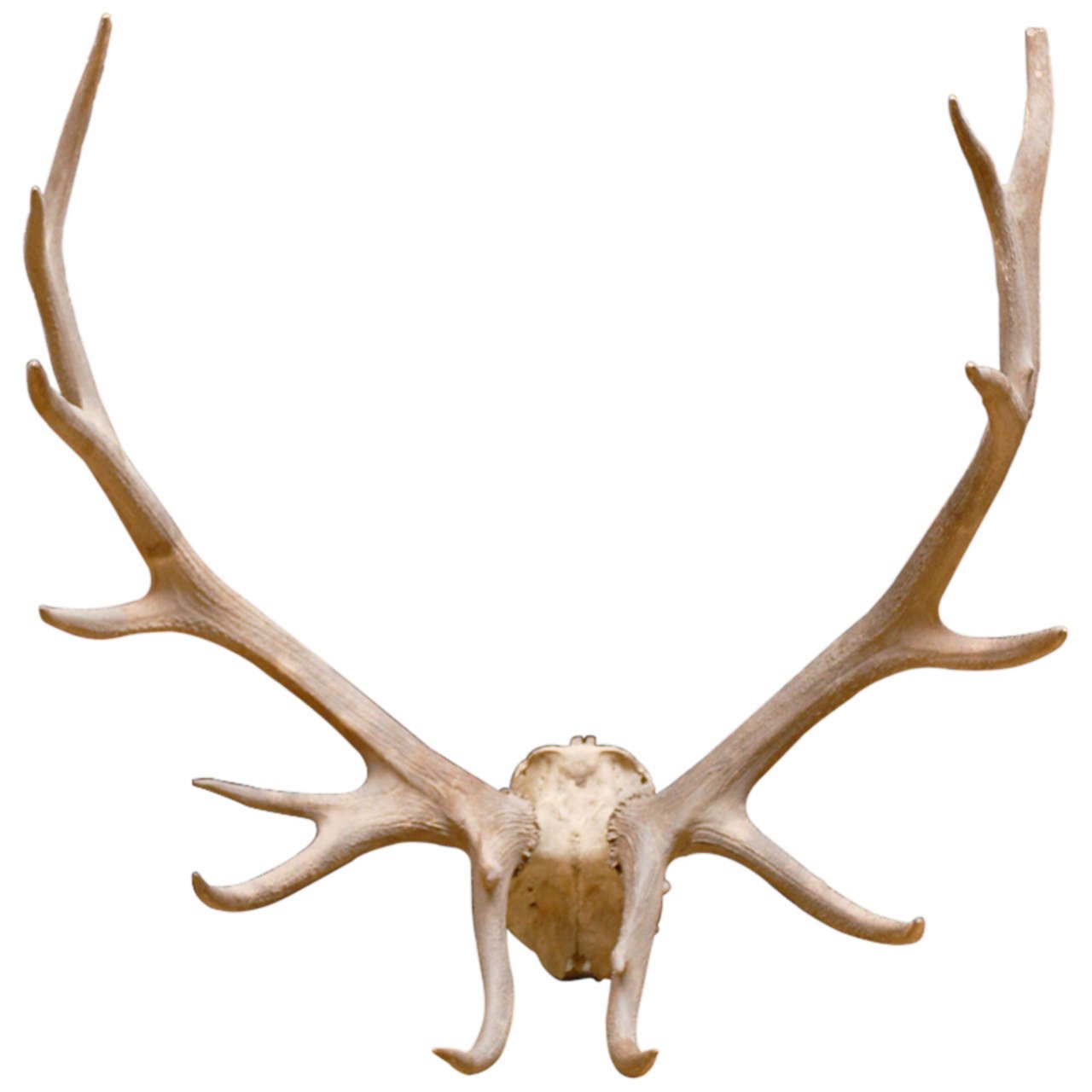 Pair of Large Antlers
