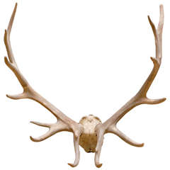 Pair of Large Antlers