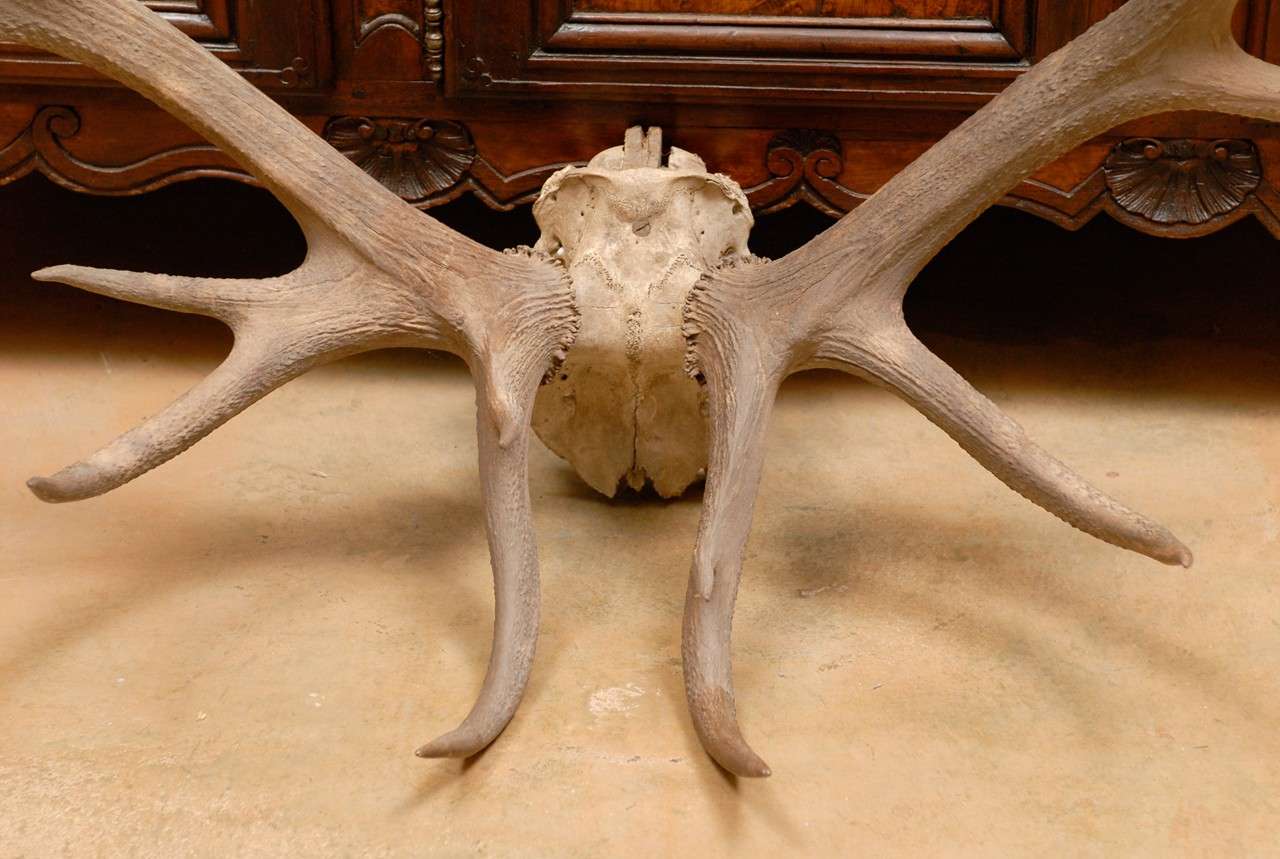 Pair of Large Antlers 3