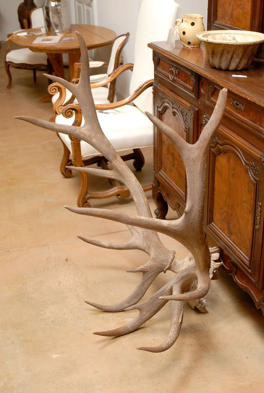 large antlers id