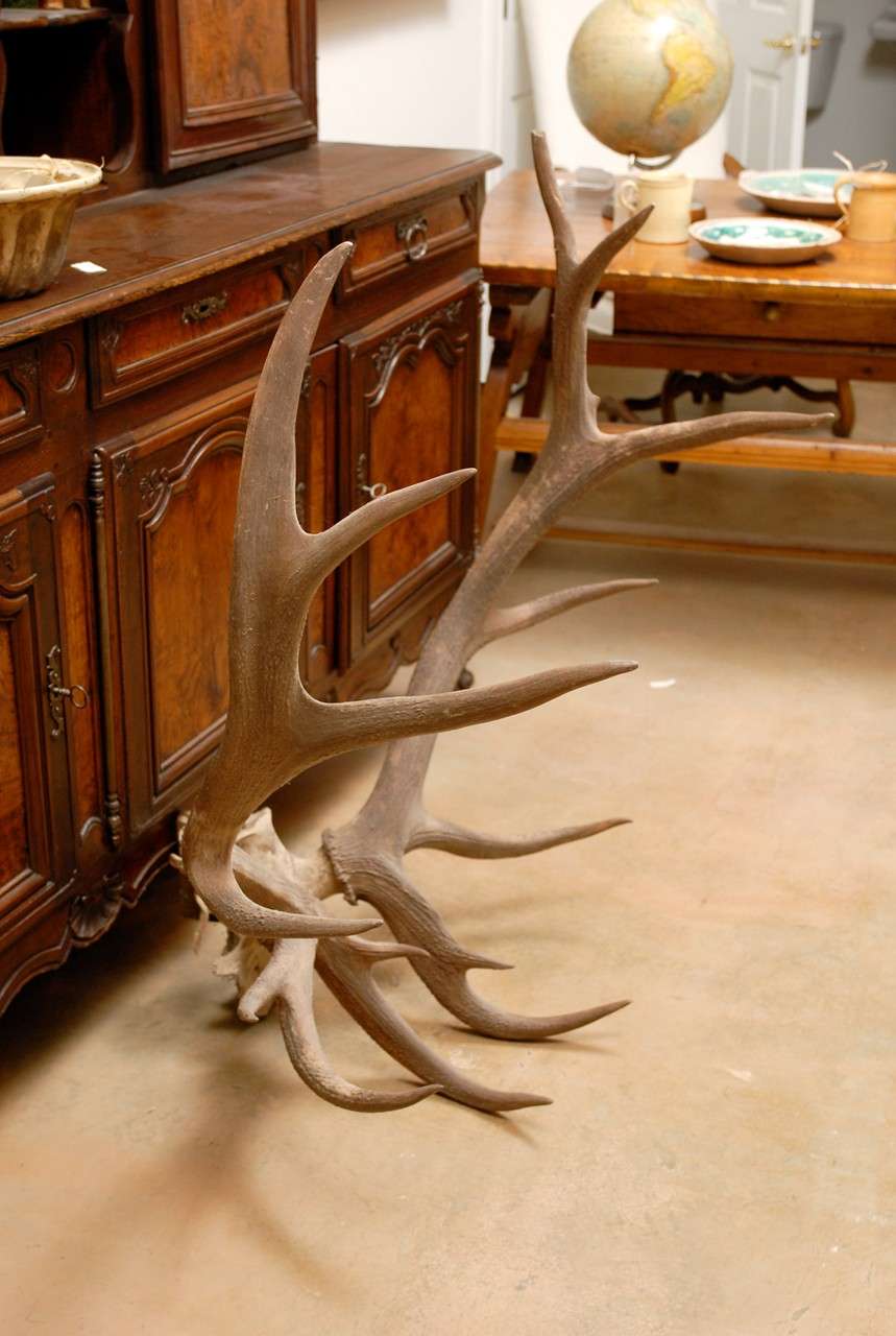 Victorian Pair of Large Antlers