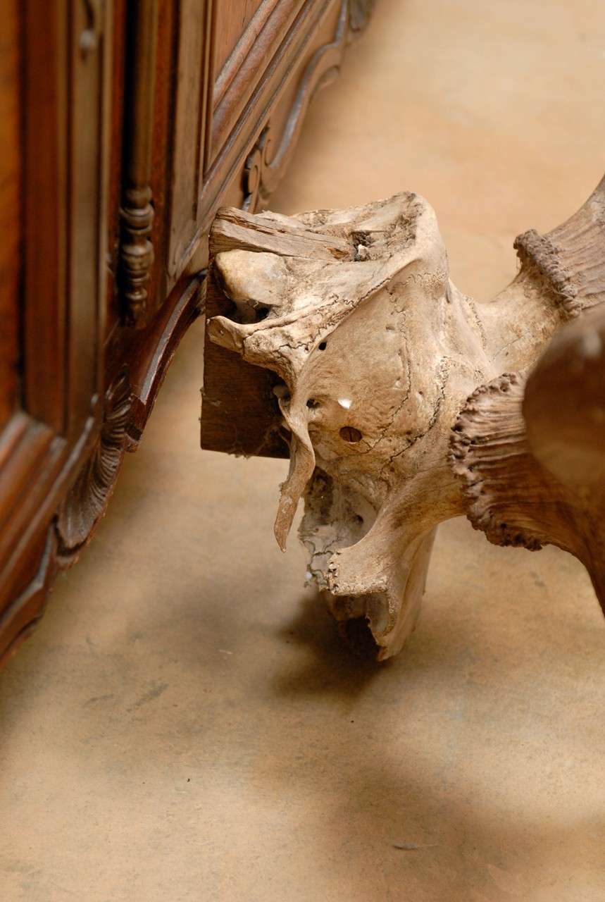 Pair of Large Antlers In Excellent Condition In Atlanta, GA